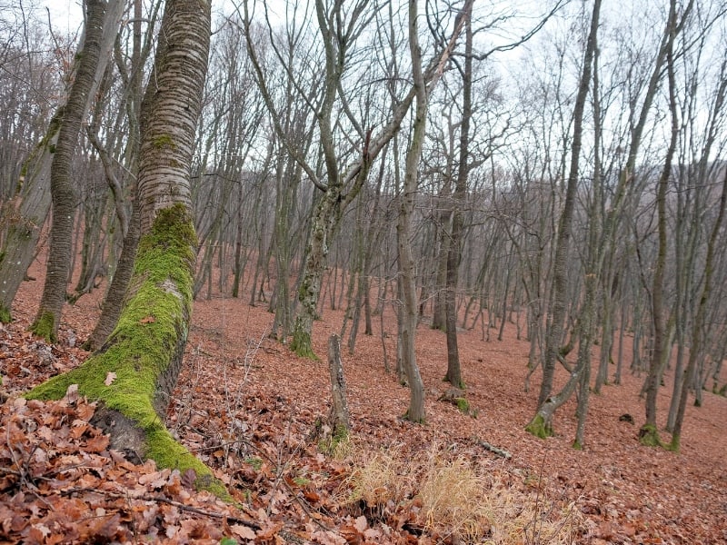 Pădurea Hoia Baciu