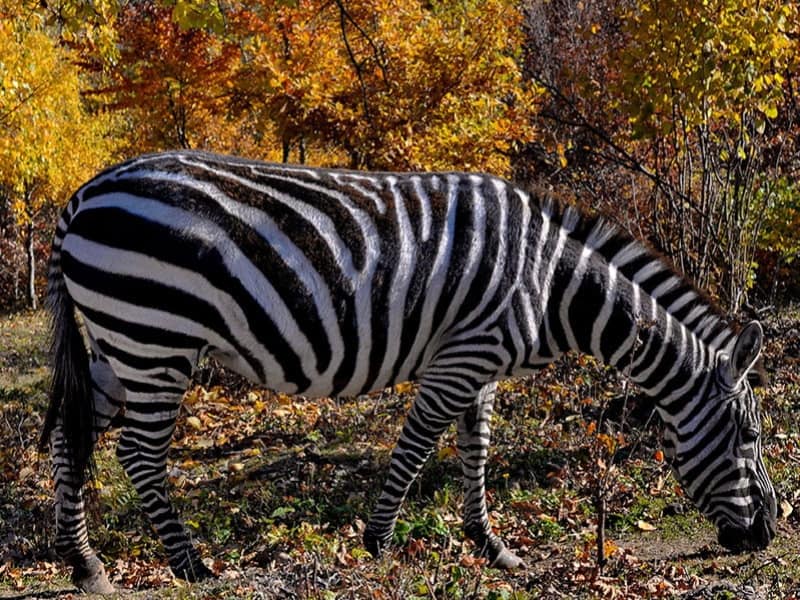 zebră la Zooparc Moara de Vânt