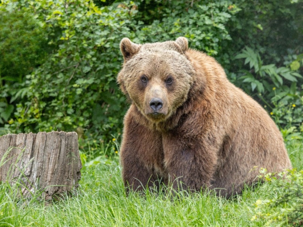 Rezervația de urși Libearty Zărnești