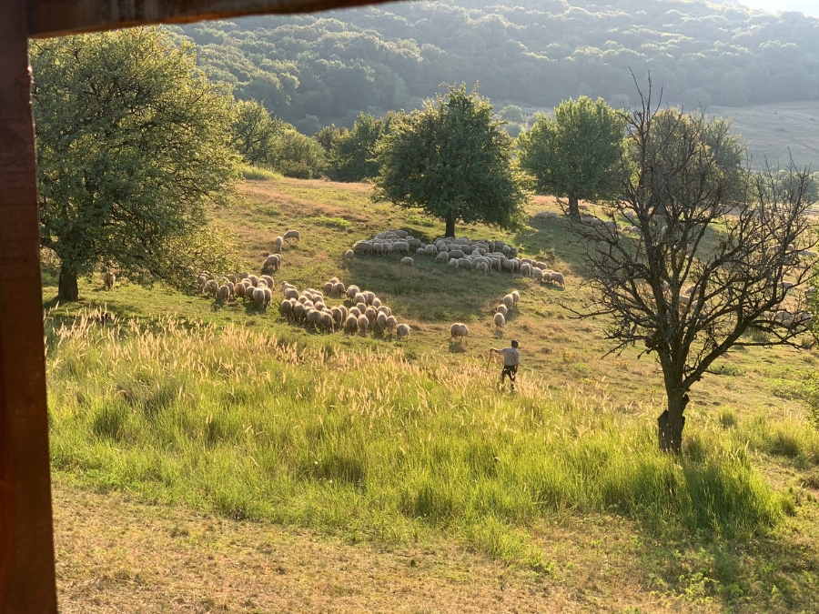 Parcul cu peri seculari din Bistrita